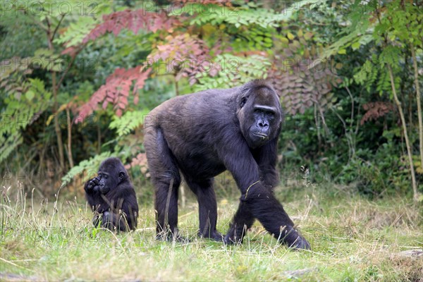 Western Lowland Gorilla (Gorilla gorilla gorilla)