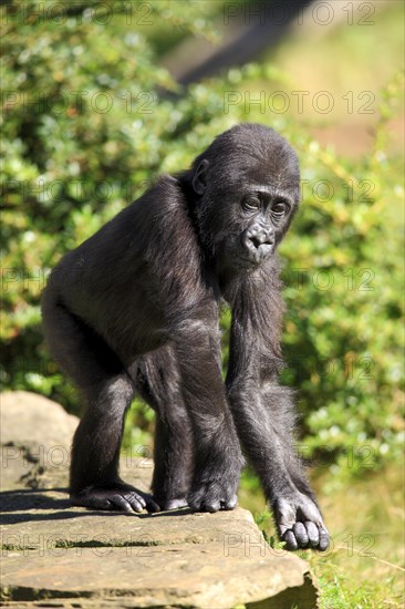 Western Lowland Gorilla (Gorilla gorilla gorilla)