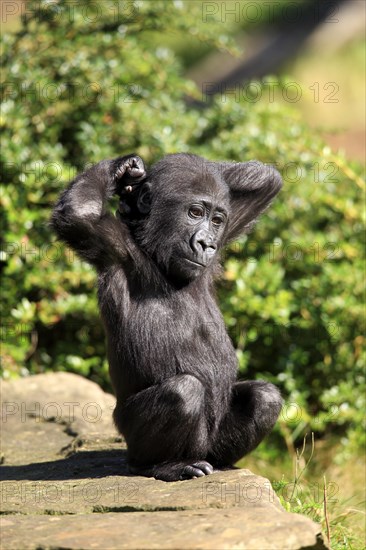 Western Lowland Gorilla (Gorilla gorilla gorilla)