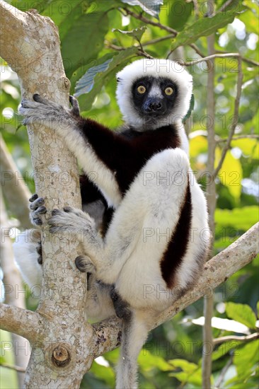 Coquerel's Sifaka (Propithecus coquereli)