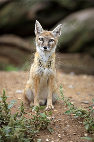 Corsac fox or Steppe fox (Vulpes corsac)