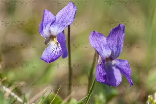 Sweet Violet or English Violet (Viola odorata)