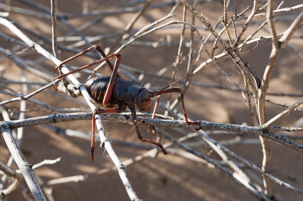 Armoured Ground Cricket (Acanthoplus discoidalis)