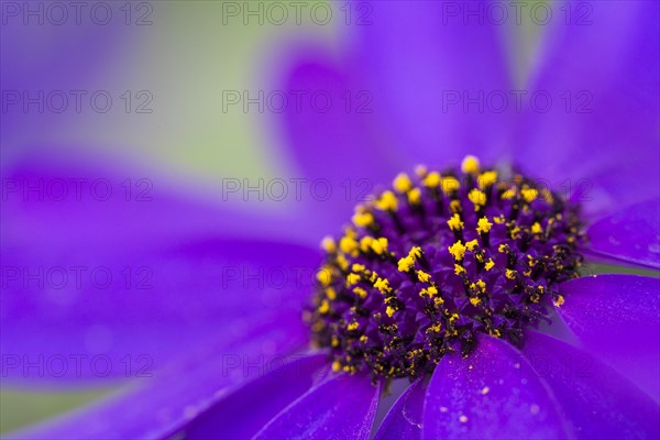 Cineraria (Pericallis x hybrida Senetti Deep Blue)