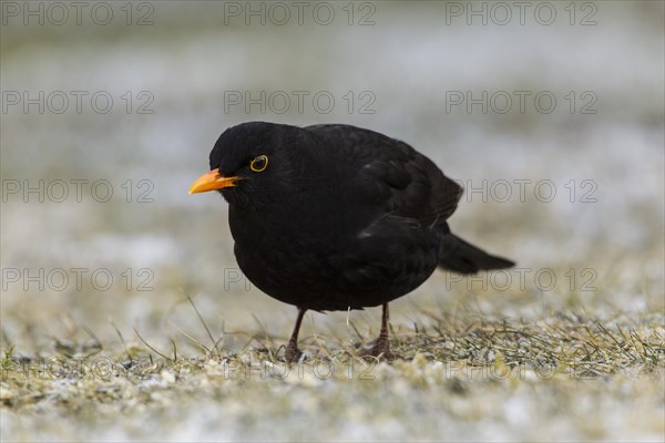 Blackbird (Turdus merula)