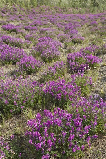 Blooming Broad-leaved willowherb (Epilobium montanum)