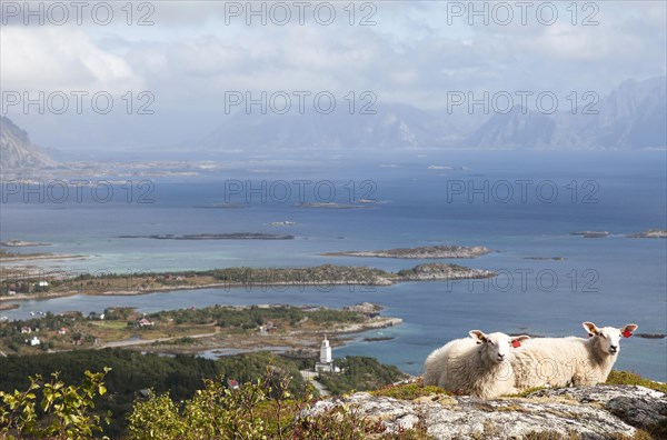 Two sheep on Vagekallen Mountain