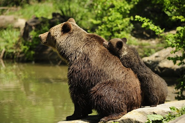 Brown Bears (Ursus arctos)