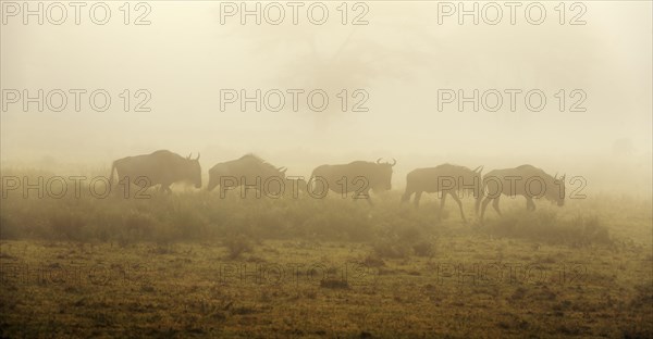 Blue Wildebeest (Connochaetes taurinus) in the morning mist