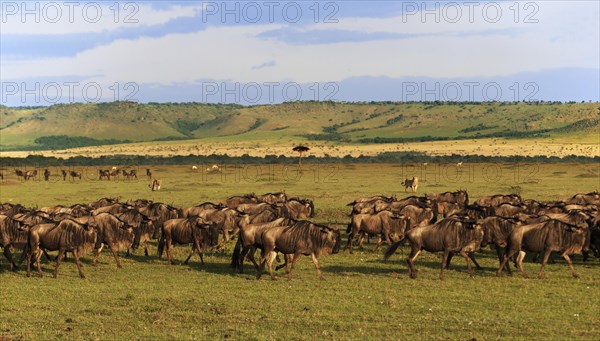 Two young Lions (Panthera leo) following a herd of wildebeest