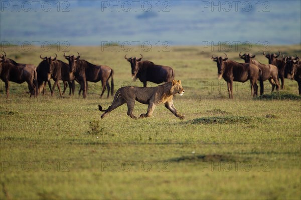 Young Lion (Panthera leo) practicing hunting