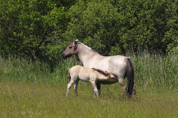 Mare suckling foal