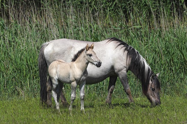 Mare and foal