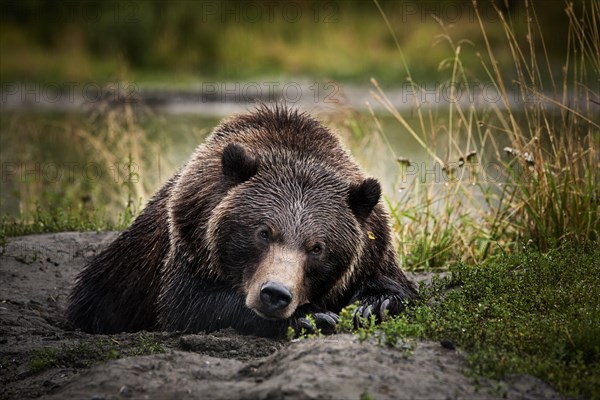Grizzly Bear (Ursus arctos horribilis) lying on the ground