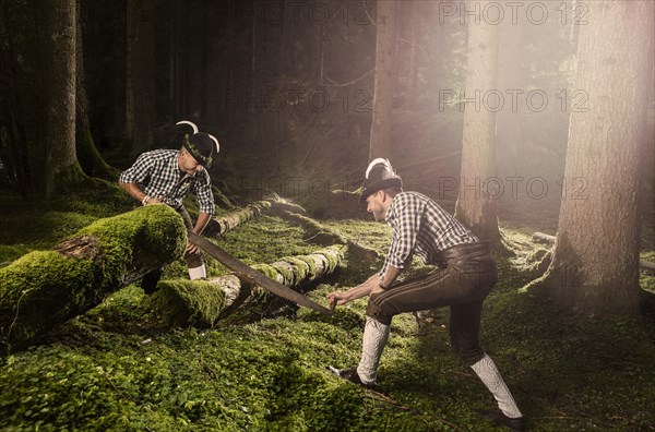 Woodcutters cutting an old tree trunk with a two-man felling saw
