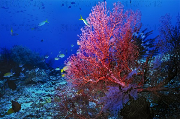 Sea Fan or Gorgonian (Scleraxonia)