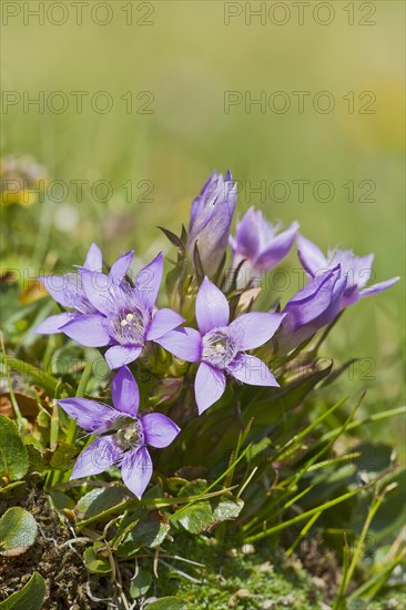 Chiltern Gentian (Gentiana germanica)