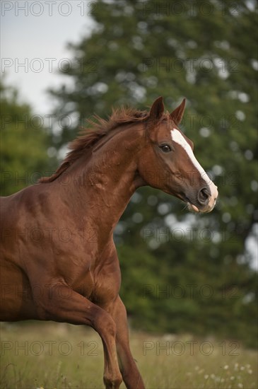 Hanoverian horse galloping across a meadow