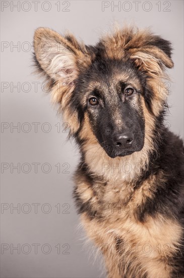 Old German Shepherd