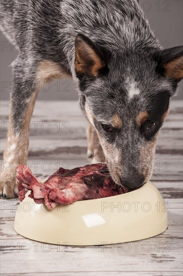 Australian Cattle Dog