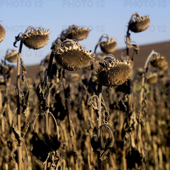 Wilted Sunflowers (Helianthus annuus)