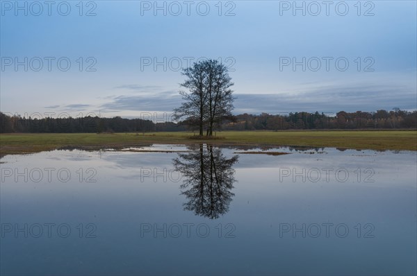 Several black alder trees (Alnus glutinosa) with reflections in flooded floodplains in late autumn