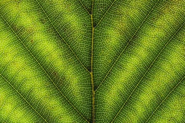 Common Beech or European Beech (Fagus sylvatica) leaf structure in transmitted light