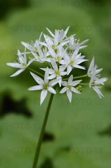 Ramsons (Allium ursinum)