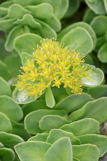 Rhodiola or Golden Root (Rhodiola rosea)