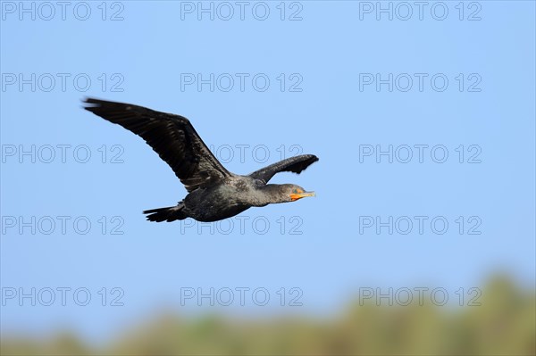 Double-crested Cormorant (Phalacrocorax auritus)