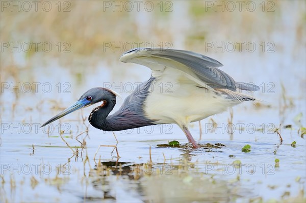 Tricoloured Heron (Egretta tricolor)