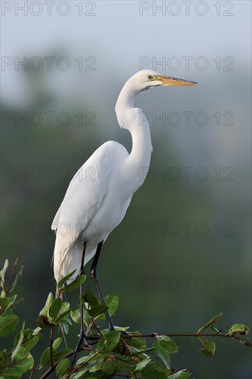 Great Egret (Casmerodius albus