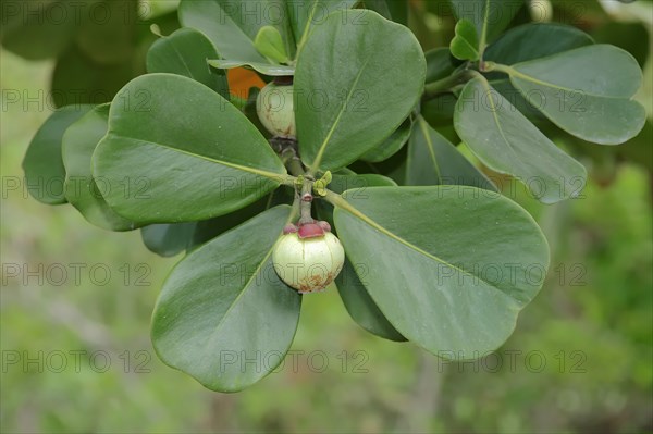 Autograph Tree