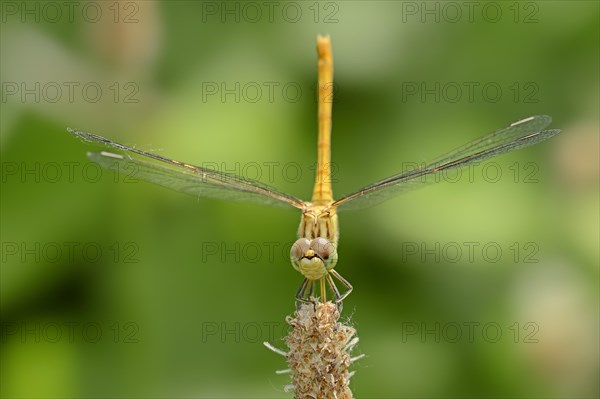 Vagrant Darter (Sympetrum vulgatum)