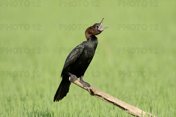 Pygmy Cormorant (Phalacrocorax pygmaeus)