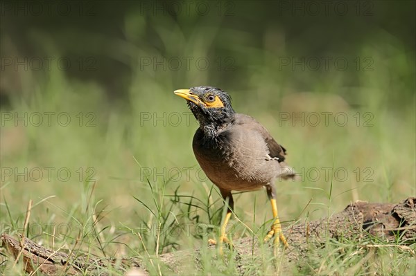 Common Myna or Indian Myna (Acridotheres tristis)