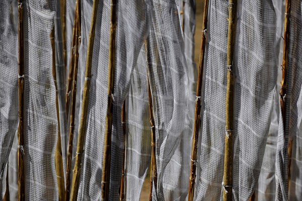 Fluttering prayer flags