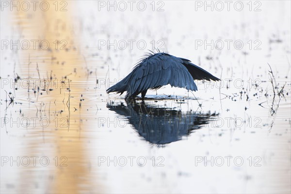 Black Heron or Black Egret (Egretta ardesiaca) hunting with its typical wing position
