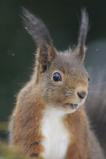 Squirrel (Sciurus vulgaris)