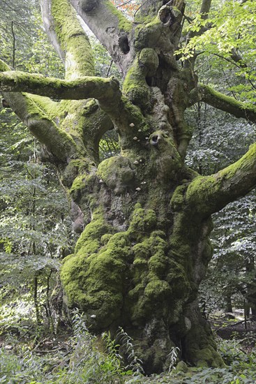 Old mossy beech (Fagus sylvatica)