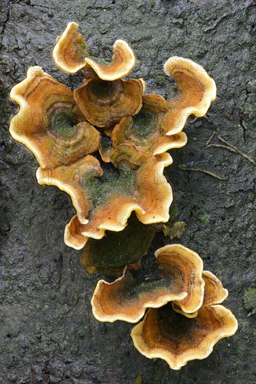 Oak leaf fungus (Stereum gausapatum)
