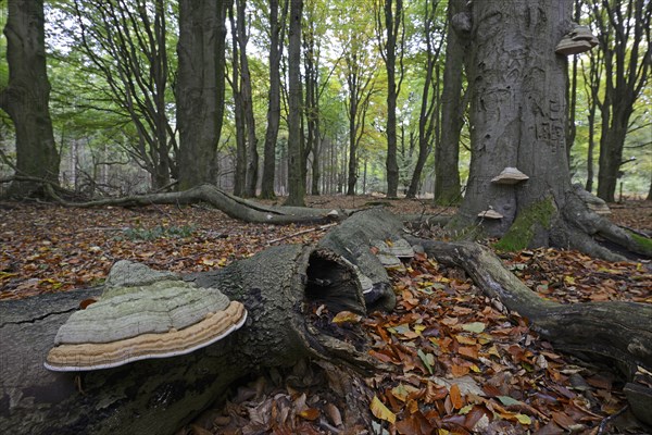 Tinder fungus (Fomes fomentarius) on beech trunk(Fagus sylvatica)