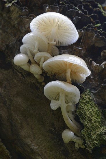 Porcelain fungus (Oudemansiella mucida)