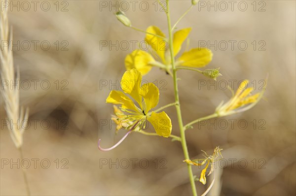 Yellow Mouse-whiskers