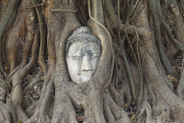 Detached Buddha head overgrown by a tree