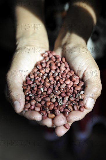 Hands full of beans