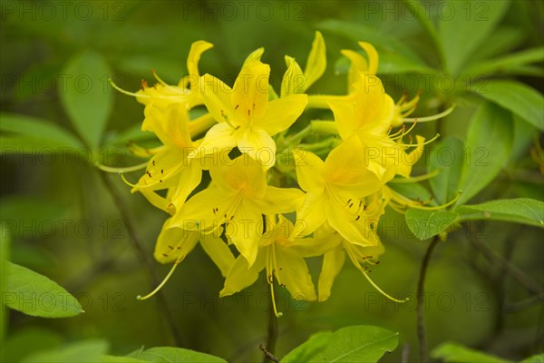 Yellow Azalea or Honeysuckle Azalea (Rhododendron luteum