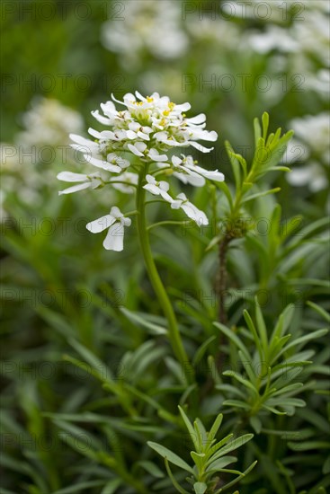 Evergreen Candytuft (Iberis sempervirens)