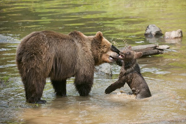 European Brown Bears (Ursus arctos)