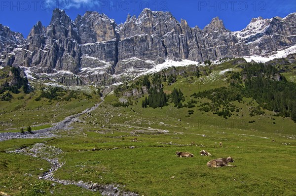 Cattle grazing on the summer pasture in the mountains